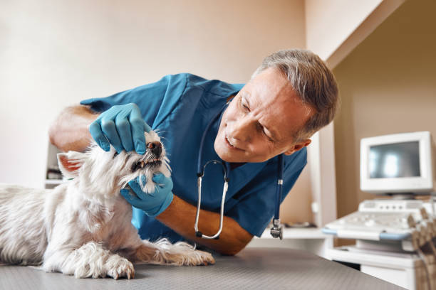Best Emergency Root Canal Therapy in Shepherd, MI